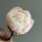 Şakayık Gardenya
