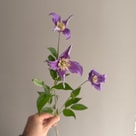 Klematis