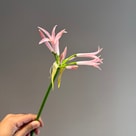 Nerine