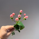 Hypericum Coco Casino Pink 