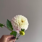 Dahlia Ball Wizz Of Oz