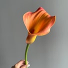 calla Orange