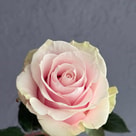 Pink Mondial