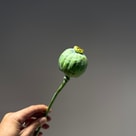 Papaver Som Zd