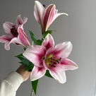 Lilyum Tricolor