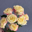 Candelicious