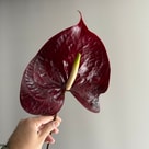 Bordo Anthorium