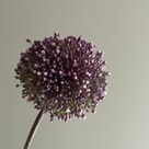 Allium Summer Drumme