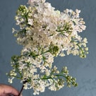 Syringa Maidens Blush