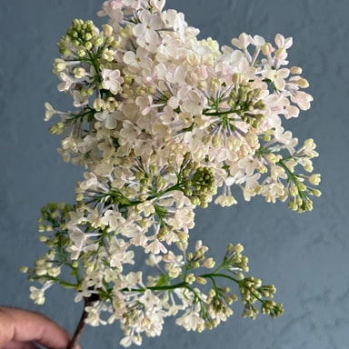 Syringa Maidens Blush