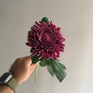 Bigoudi Purple