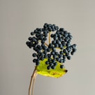 Viburnum Inge