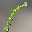 Moluccella