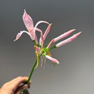 Nerine Vesta K Artistiek