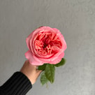 Pink Expression