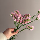 Limonium
