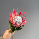 Protea clare