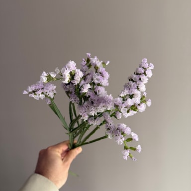 Limonium