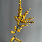 ilex gold