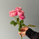 Silva Pink Saray Gülleri (Çok Çiçekli)