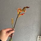 Crocosmia