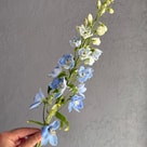 Delfinium Blue 