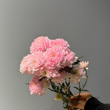 Krizantem Altaj (Çok Çiçekli)