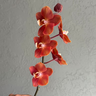 Phal Kahve 