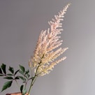 Astilbe Avalanche