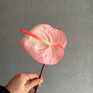 Anthorium Carnaval