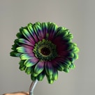 Gerbera Klb