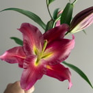 Bordo Lilyum