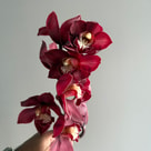 Cybidium bordo 