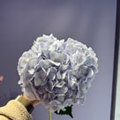 Cenizo Blue