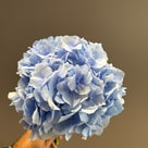 Verena Blue