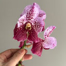 Wanda