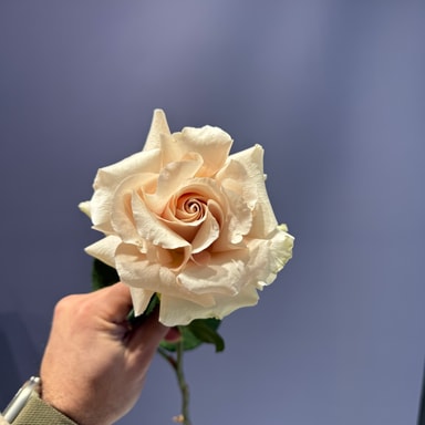 Quiksan French Style