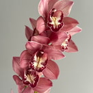 Cybidium