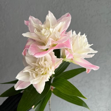 Sarah Bernhard Ekstra 