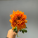 Kalimba orange 