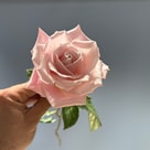 Sweet Escimo