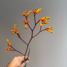 Anigozanthos
