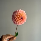 Dahlia Lindas Baby