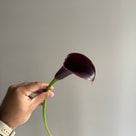 Bordo Calla