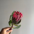 Protea