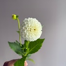 Dahlia Ball Boom
